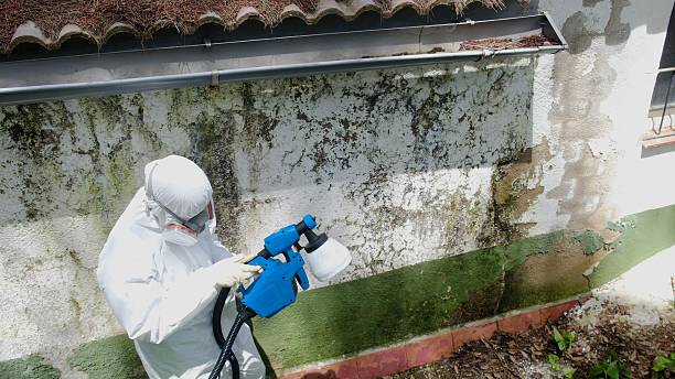 Trusted Black Mold Removal service in West Chester, PA - Cheap Mold Removal